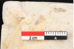 Foto (Detailansicht) von Sapindus graecus Unger (NHMW-GEO-2024-0188-8182)